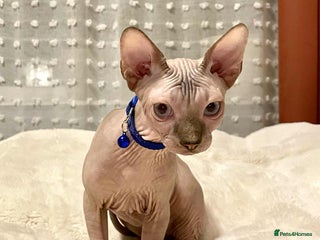 Sphynx cats Adorable Sphynx Kitten for sale - Advert 9