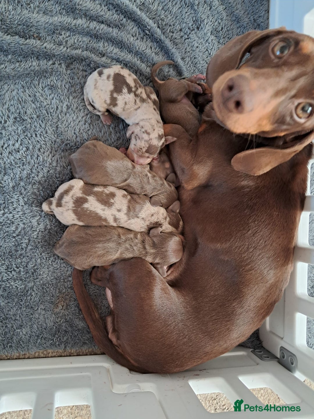 Dachshund dogs for sale: 4 absolutely gorgeous dachshund girls  - Advert 1
