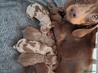 Dachshund dogs 4 absolutely gorgeous dachshund girls - Advert 1