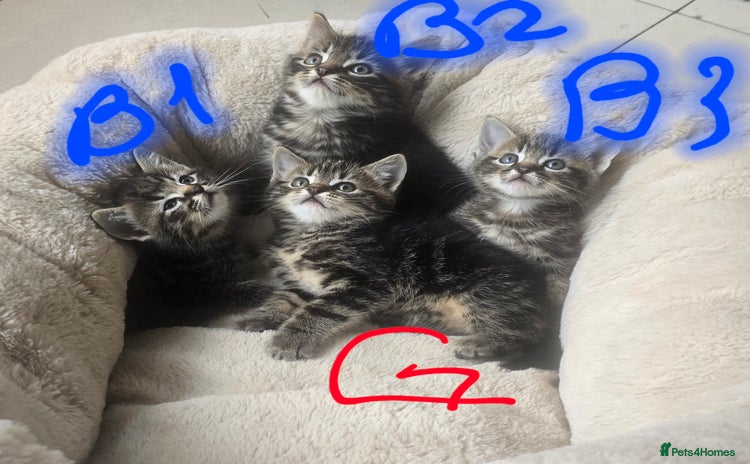 Maine Coon cats - Advert 1