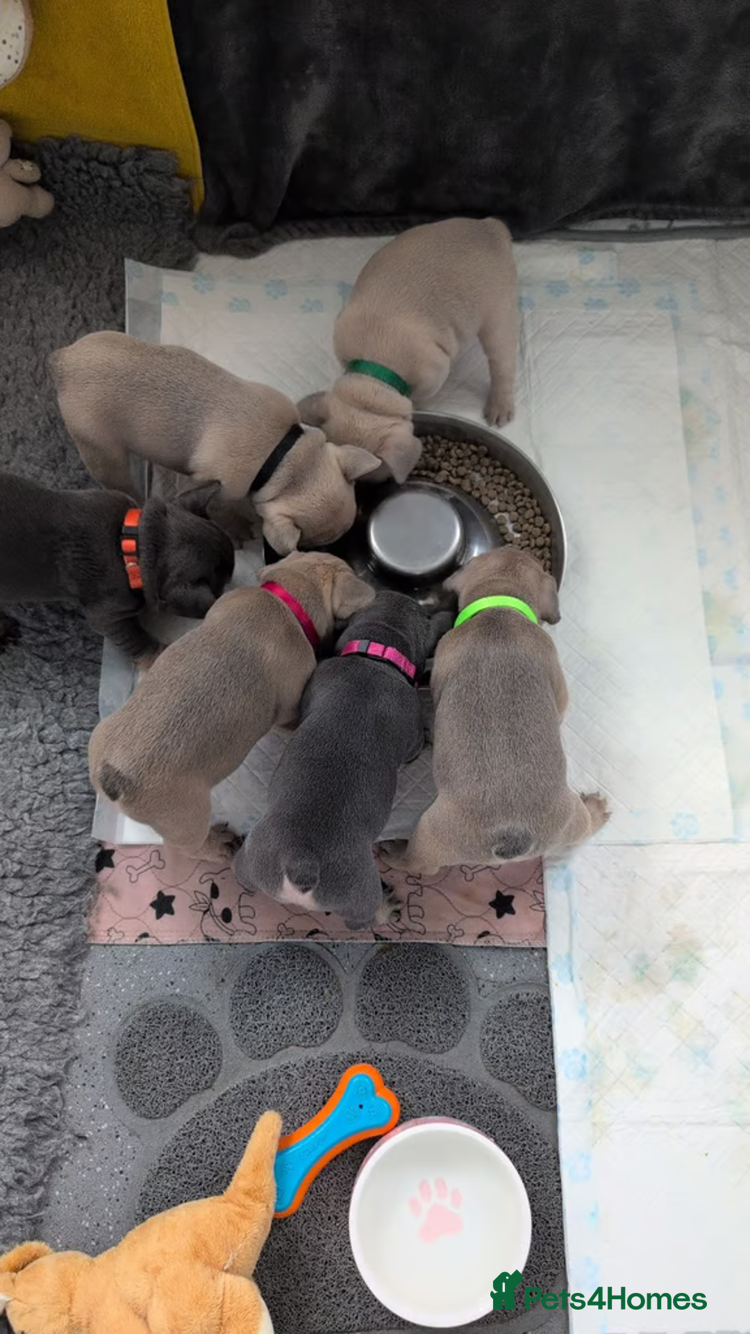 French Bulldog dogs for sale: Beautiful litter of French Bulldog puppies  - Advert 4