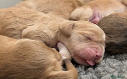 Cockapoo dogs for sale: Champion-Line Cockapoos From Health Tested Parents - Image 4