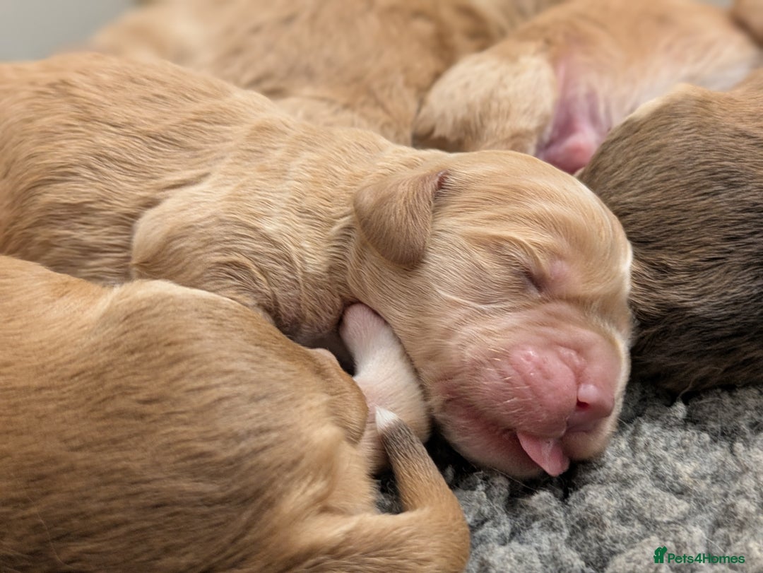 Cockapoo dogs for sale: Champion-Line Cockapoos From Health Tested Parents - Image 4
