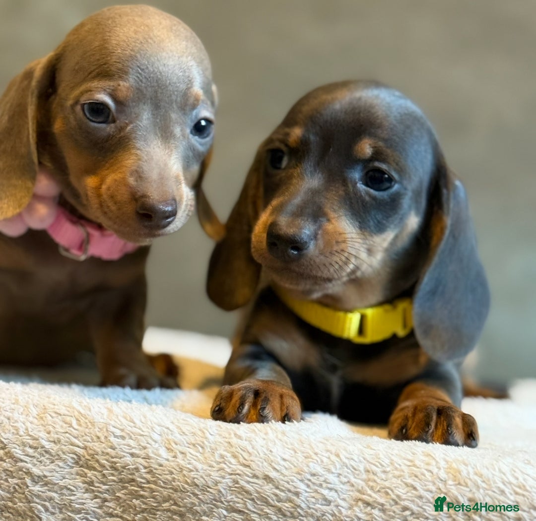 Miniature Dachshund dogs for sale: KC Reg Miniature Dachshund Puppies  - Image 23