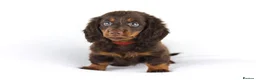 Miniature Dachshund dogs for sale: 4 male Dachshunds - Advert 25