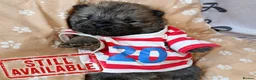 Chow Chow dogs for sale: 🐻❤️ GORGEOUS KC REGISTERED CHOW CHOW PUPPIES 🐾 - Advert 27