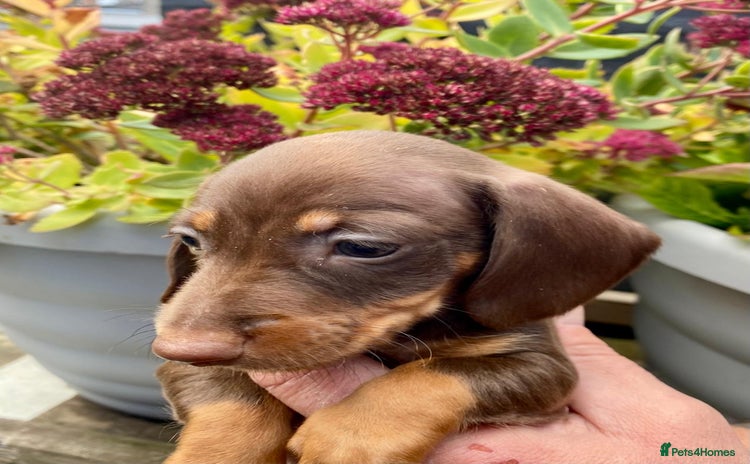 Miniature Dachshund dogs - Advert 7