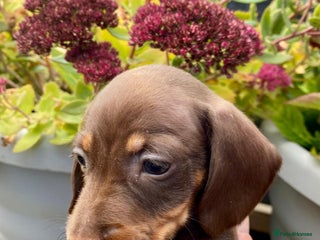 Miniature Dachshund dogs - Advert 3