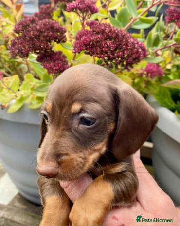 Miniature Dachshund dogs - Advert 7