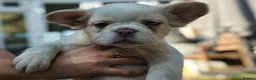 French Bulldog dogs for sale: HOME BRED FLUFFY FRENCHY•ISABELLA.KC&DNA CERT - Advert 17