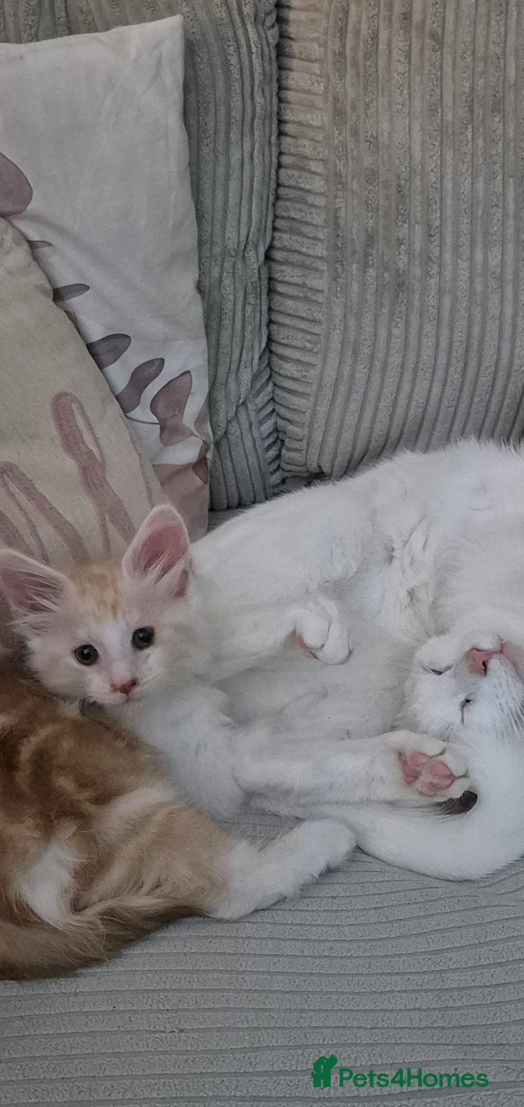 Maine Coon cats for sale: Maine Coon Floof - Advert 2