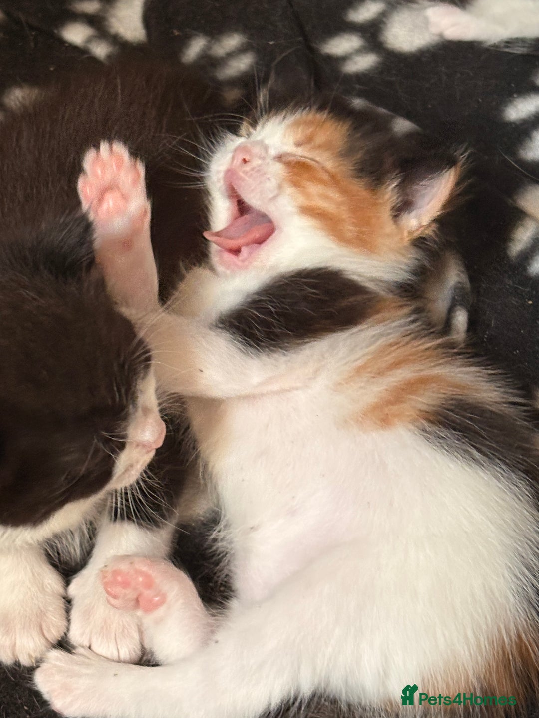 Mixed Breed cats for sale: 3 beautiful kittens for sale - Image 19