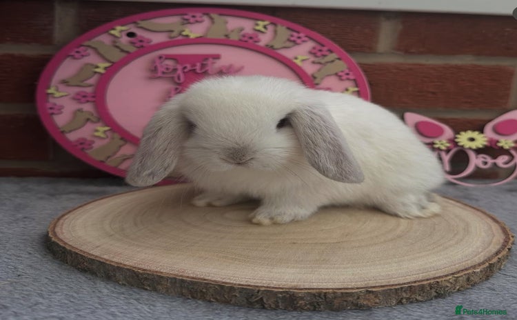 Mini Lop rabbits for sale - Advert 1