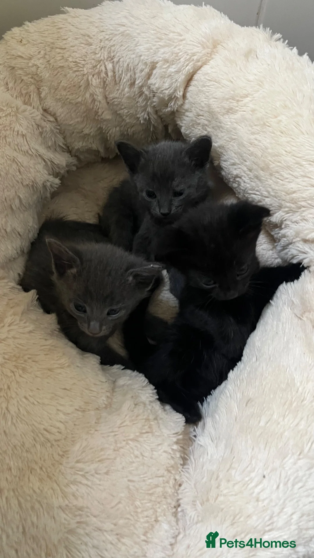 Mixed Breed cats for sale: Grey and black kittens  - Advert 2