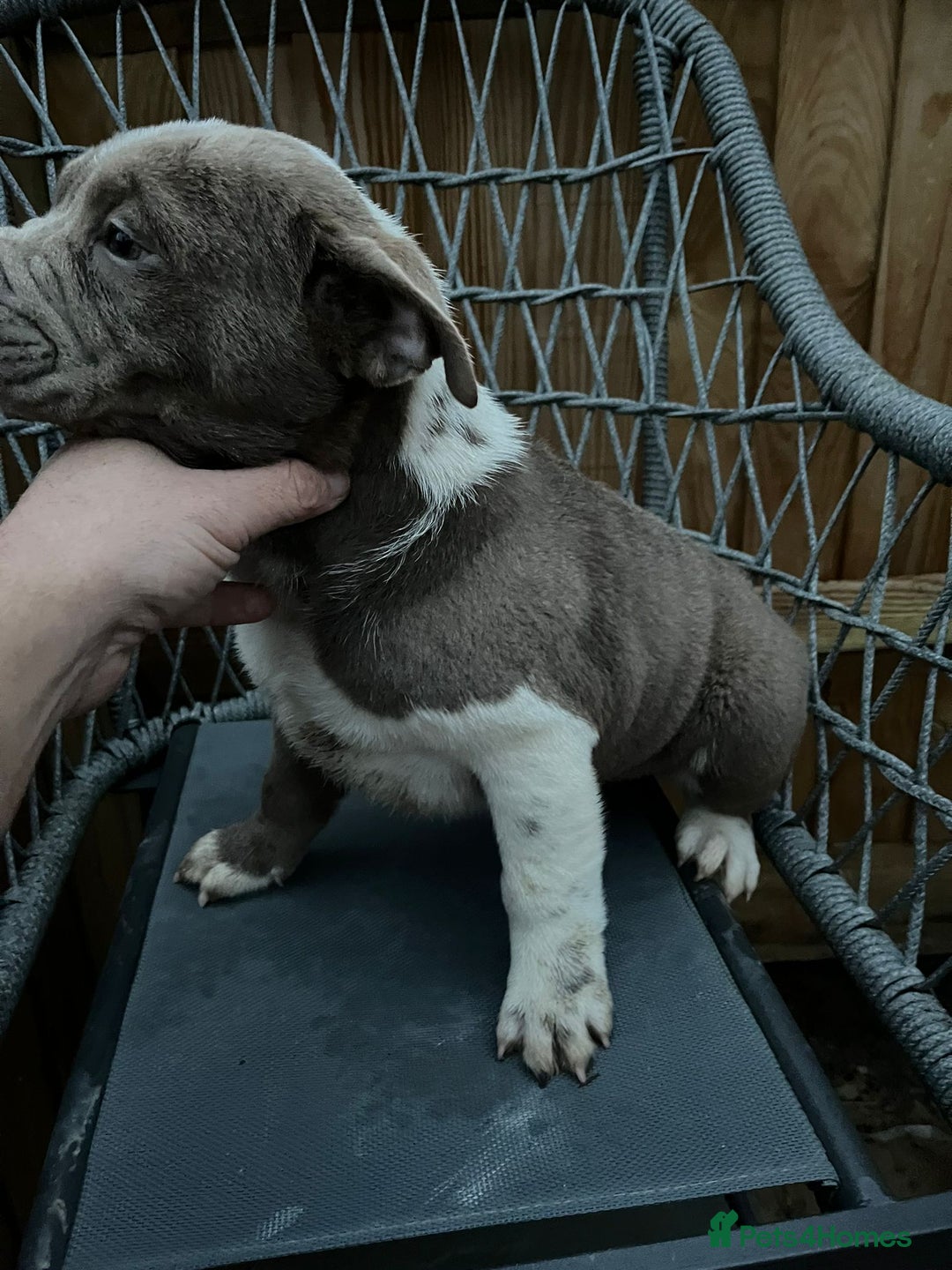 Mixed Breed dogs for sale: British bulldog cross chowpei puppies - Advert 2