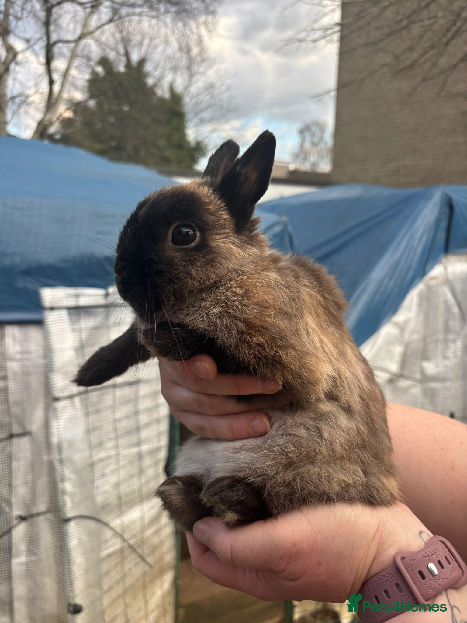 Netherland Dwarf rabbits Sable Netherland dwarf neutered boy   - Advert 2