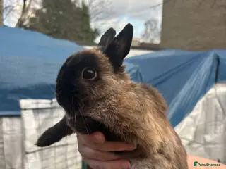 Netherland Dwarf rabbits Sable Netherland dwarf neutered boy - Advert 2