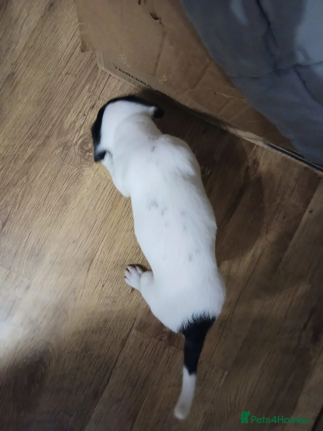 Mixed Breed dogs for sale: Beautiful Collie x Sprocker Puppies - Advert 8