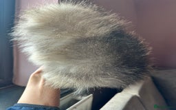 Pomeranian dogs for sale: Small Beautiful Teddy Bear Faced Girl  - Image 8