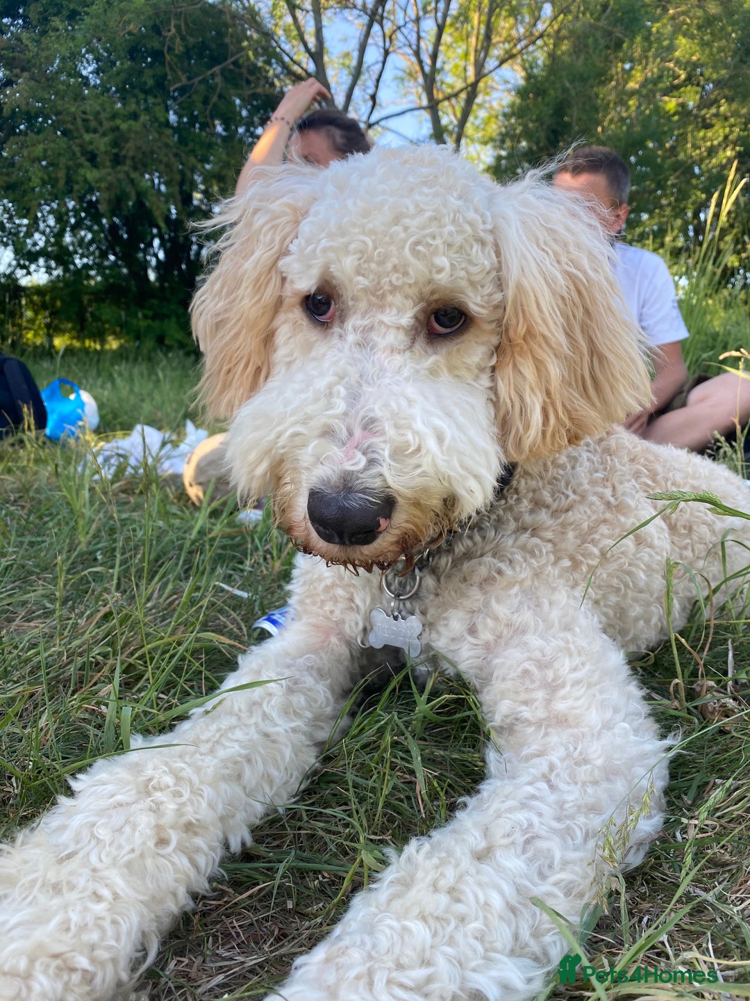 Labradoodle dogs for stud: Gentle and proven study dog Teddy - Advert 5