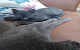 Mixed Breed cats for sale: 1 grey girl left, very lively and lots of fun in Welshpool - Image 2