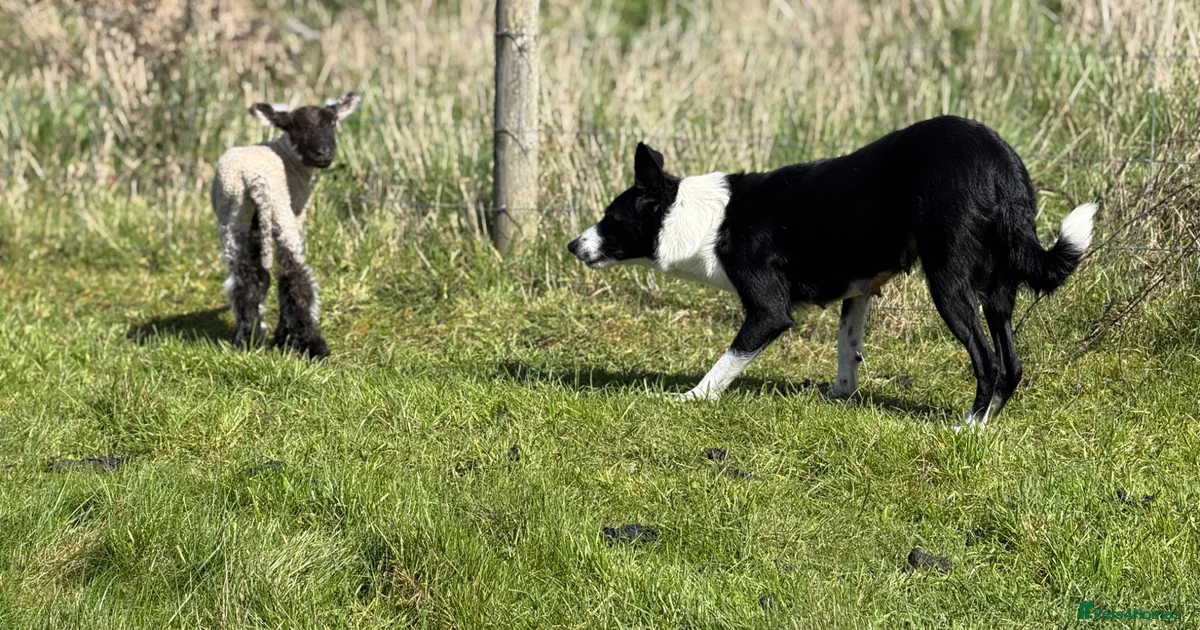 2 male border collie pups for sale in Arundel | Pets4Homes