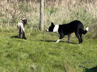Border Collie dogs 2 male border collie pups - Advert 4