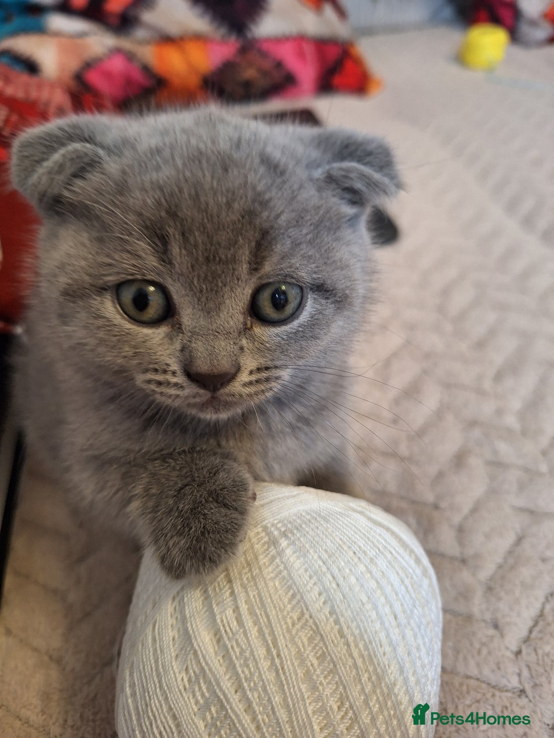 Scottish Fold cats for sale: Kittens for sale - Advert 2