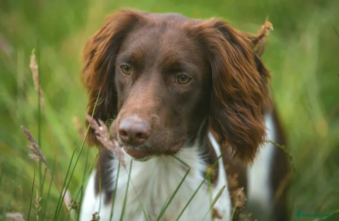English Springer Spaniel dogs for stud: For stud- Liver and White ESS proven outstanding  in Merthyr Tydfil - Advert 1