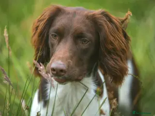 English Springer Spaniel dogs For stud- Liver and White ESS proven outstanding in Merthyr Tydfil - Advert 9