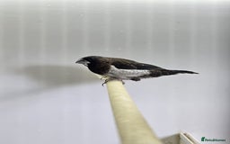Finches birds for sale: Bengalese and zebra finch  - Image 3