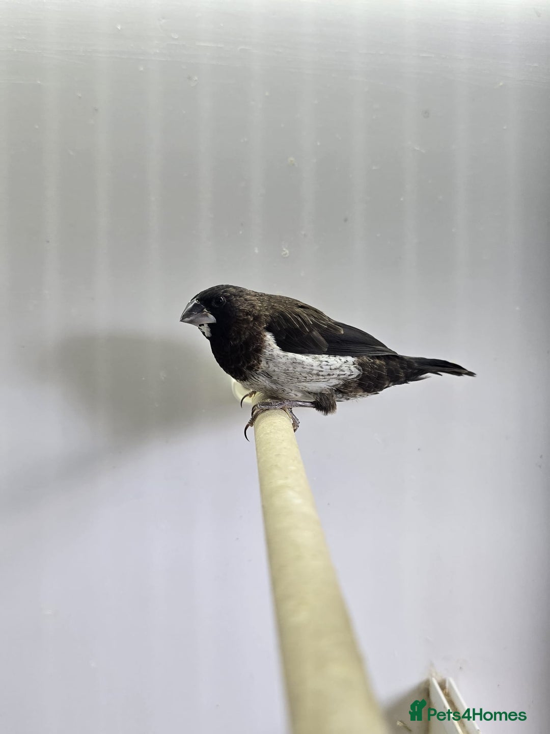 Finches birds for sale: Bengalese and zebra finch  - Image 3
