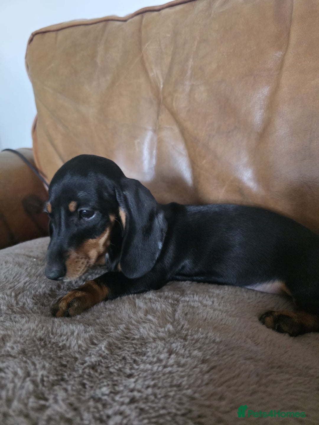 Miniature Dachshund dogs for sale: Mini dachshund boy and girl  - Image 2