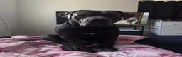 Cane Corso dogs for sale: Goofy, loving Cane Corso looking for a new home in Colchester - Advert 3