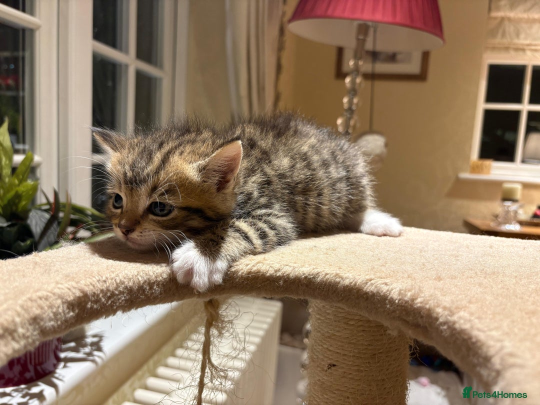 Mixed Breed cats for sale: 3 gorgeous boys mix breed - Image 5