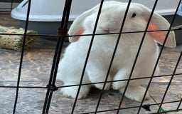 English Lop rabbits for sale: Holland Lop Male  - Image 1