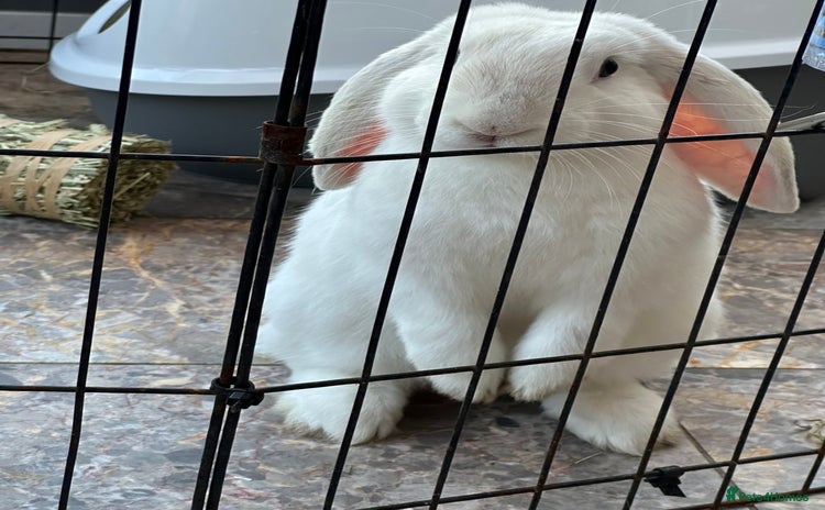 English Lop rabbits - Advert 10