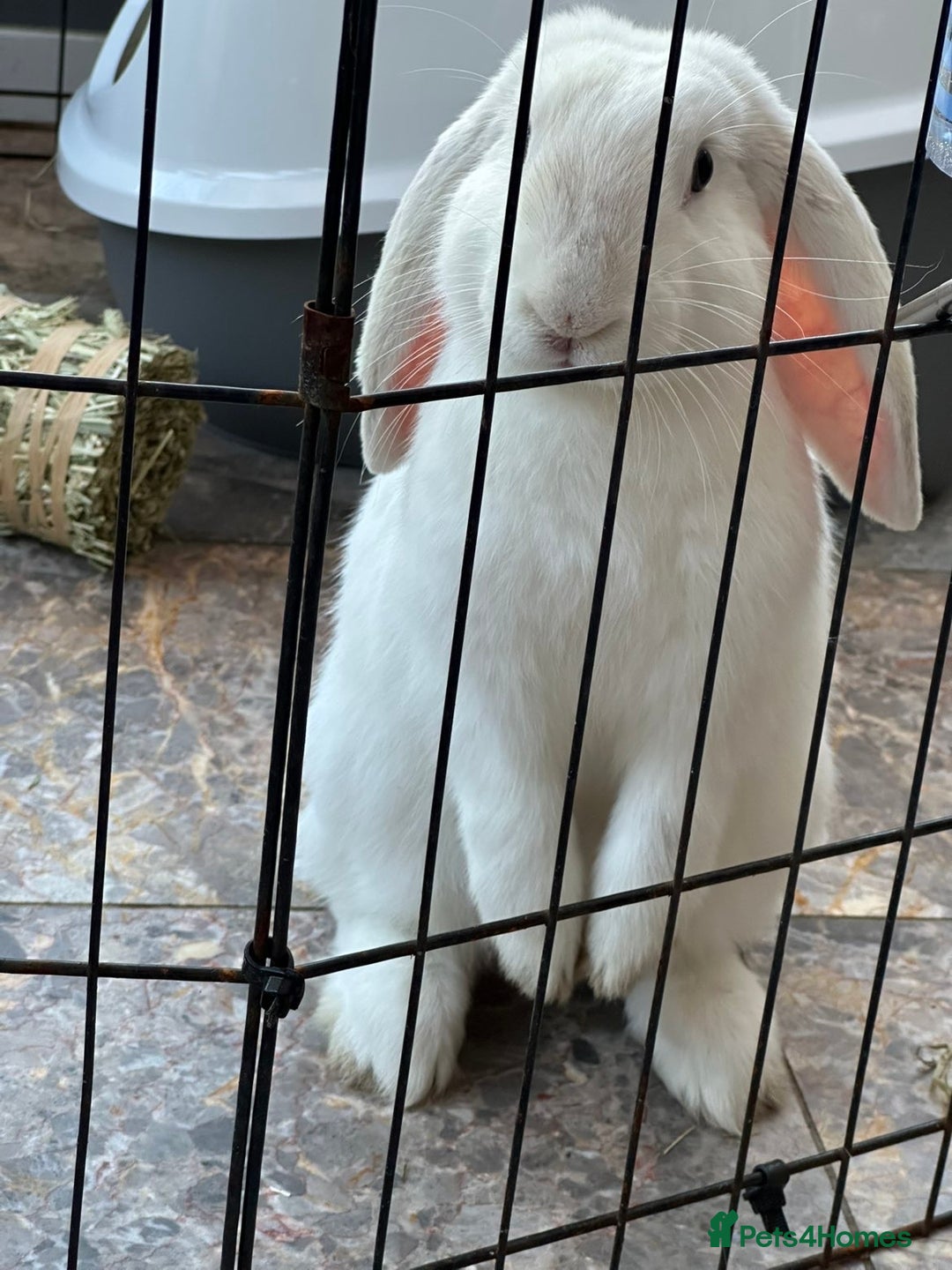 English Lop rabbits for sale: Holland Lop Male  - Image 1