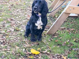 Cocker Spaniel dogs Working Cocker spaniel pups - Advert 1