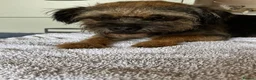 Border Terrier dogs for sale:  K C registered Border terrier.  - Advert 3