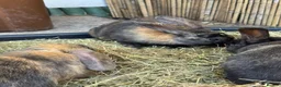 Mixed Breed rabbits for sale: Rabbits for sale - Advert 3