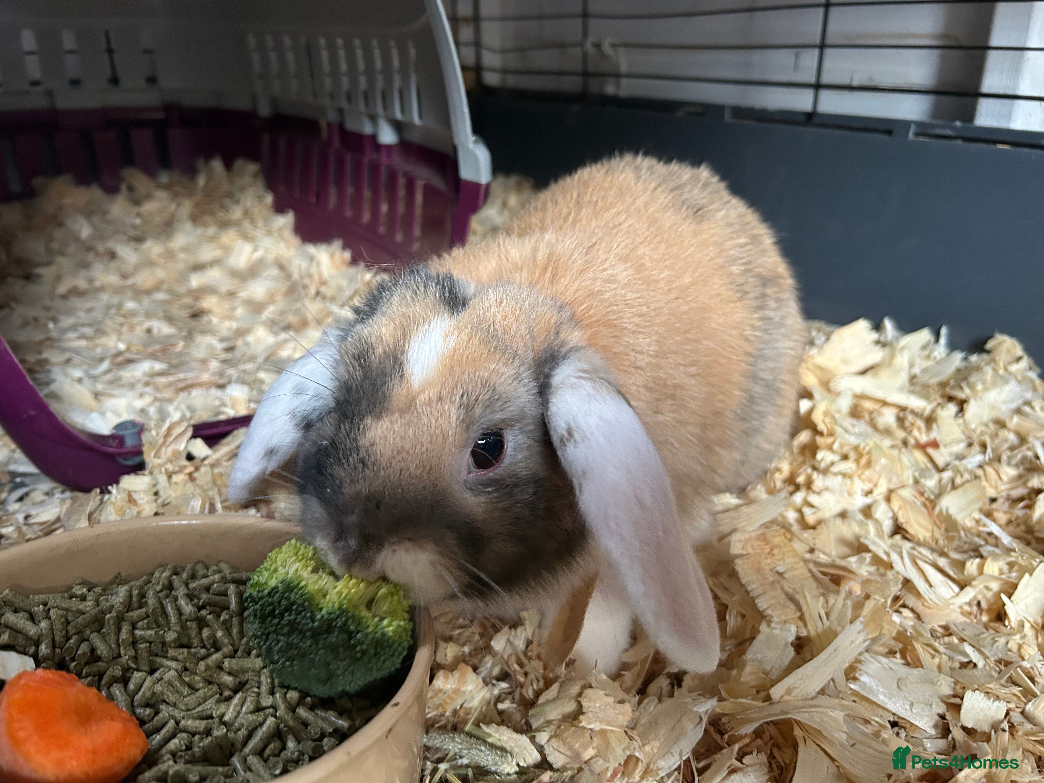 Mini Lop rabbits Mini lops  - Advert 17