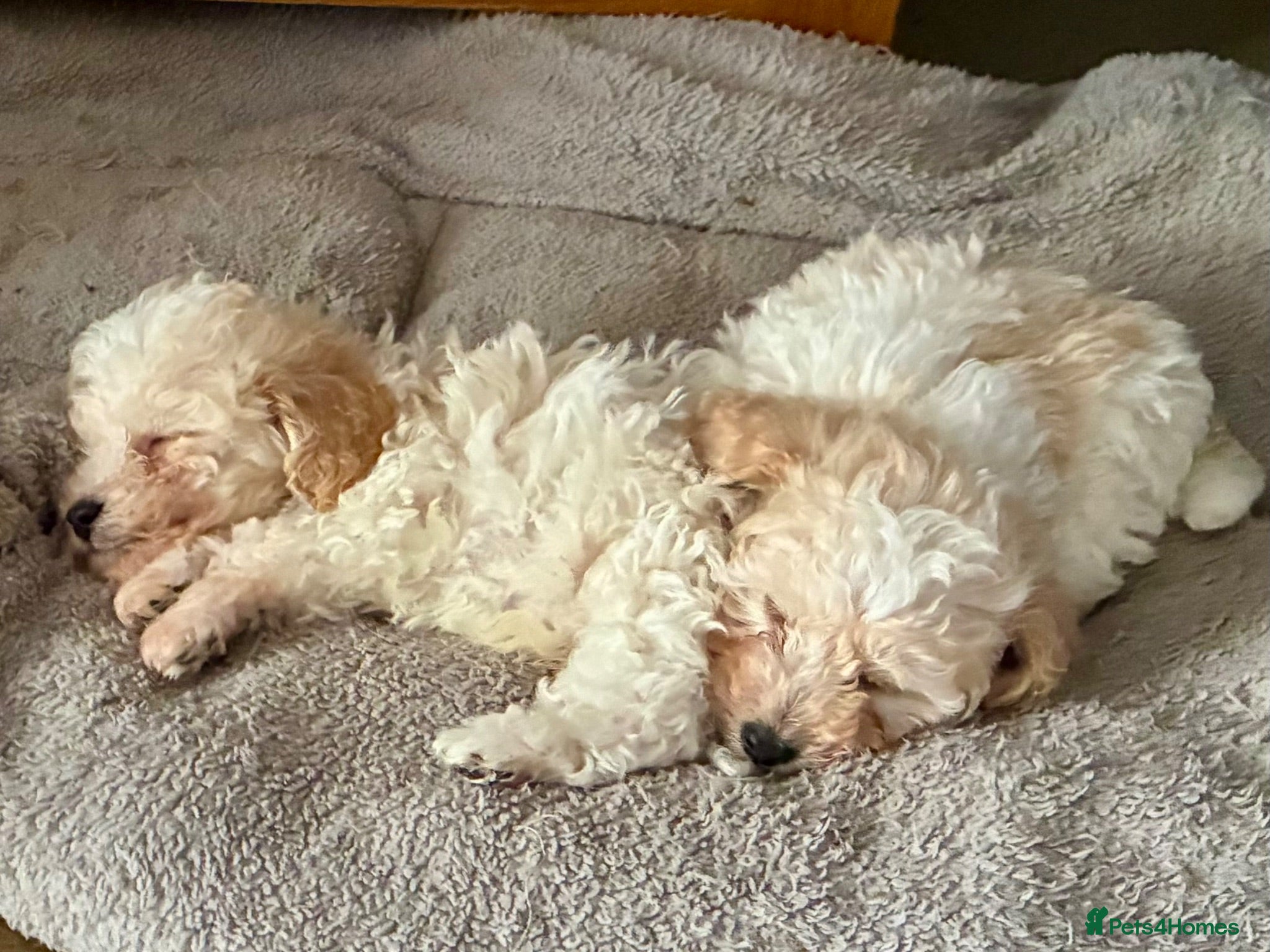 Toy Poodle dogs Stunning Toy Poodle Puppies - Advert 2