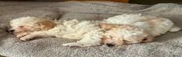 Toy Poodle dogs for sale: Stunning Toy Poodle Puppies - Advert 21