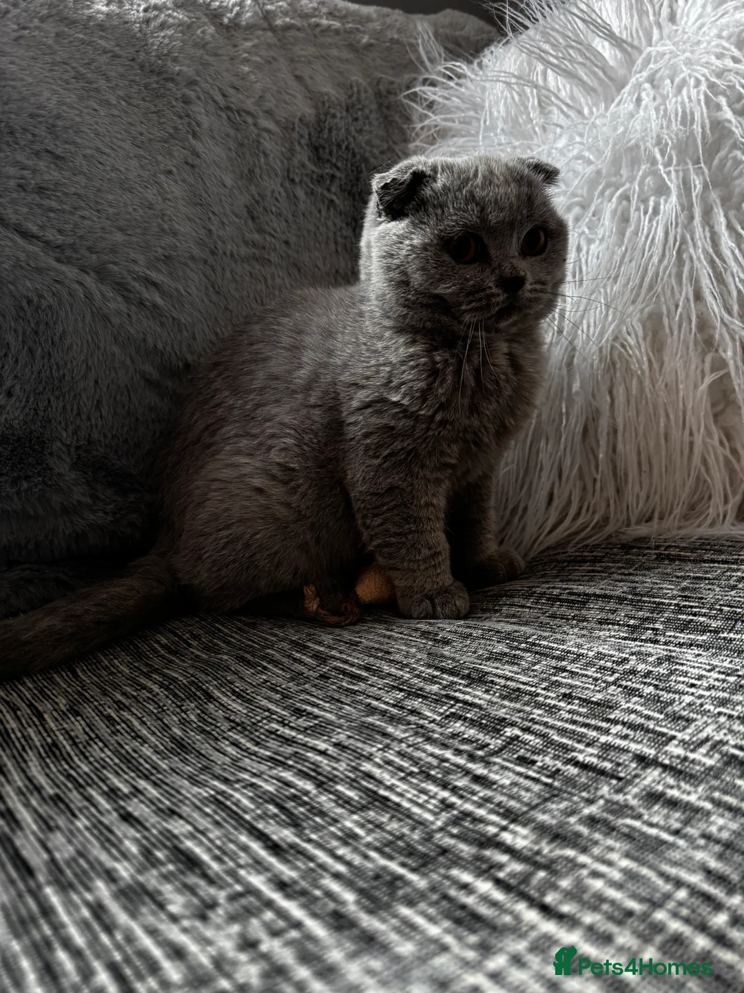 British Shorthair cats for sale: 1 left - Scottish Fold Blue Male Kitten - Advert 6