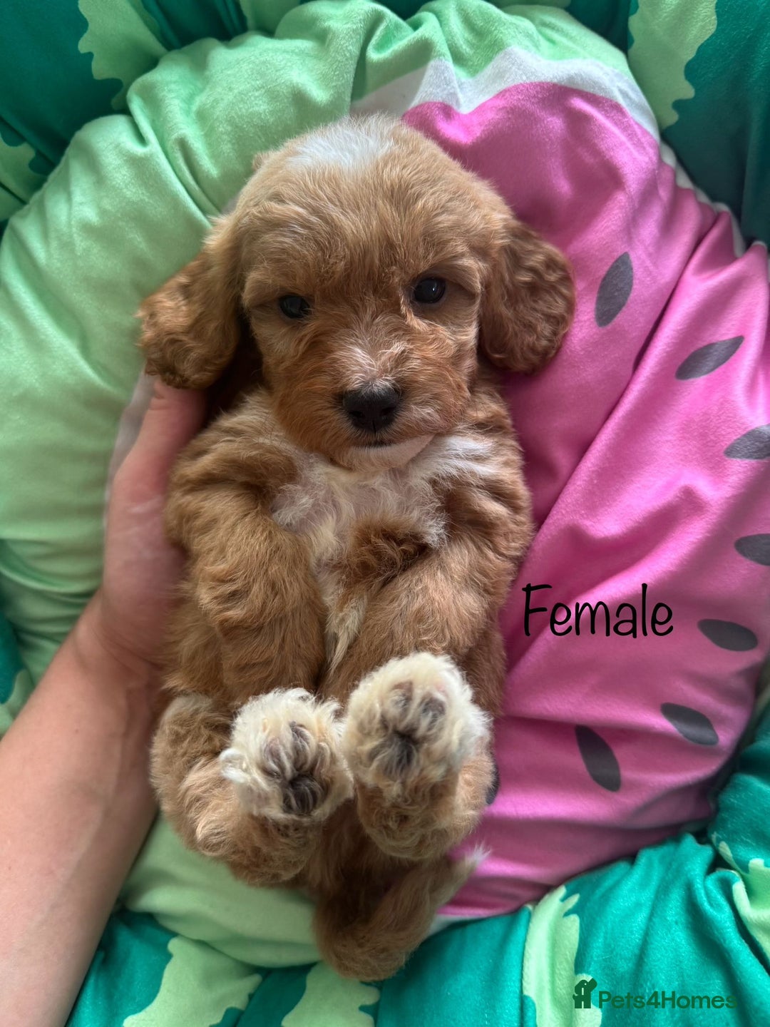 Cavapoo dogs for sale: Beautiful cavapoo puppies ❤️💙 - Image 5