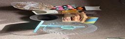 Hamster rodents for sale: female dwarf hamster  - Advert 4