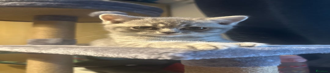 British Shorthair Kitten 1