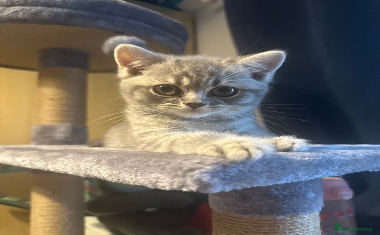 British Shorthair cats - Advert 1