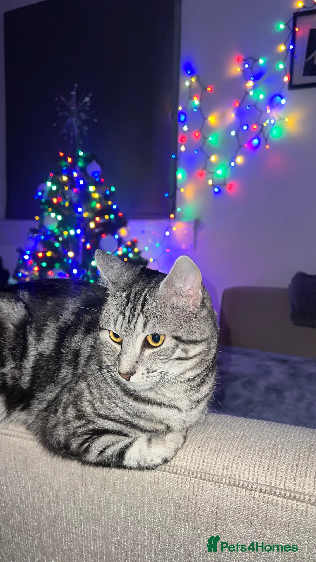 Bengal cats for sale: Silver bengal kitten - Advert 8